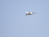 Common Tern